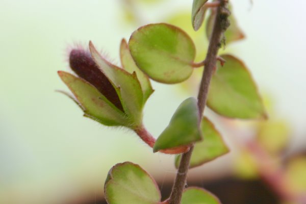 http://www.cloudjungle.com/cloudjungle/Gesneriaceae/Columnea/Columnea cascading beauty bud1.jpg